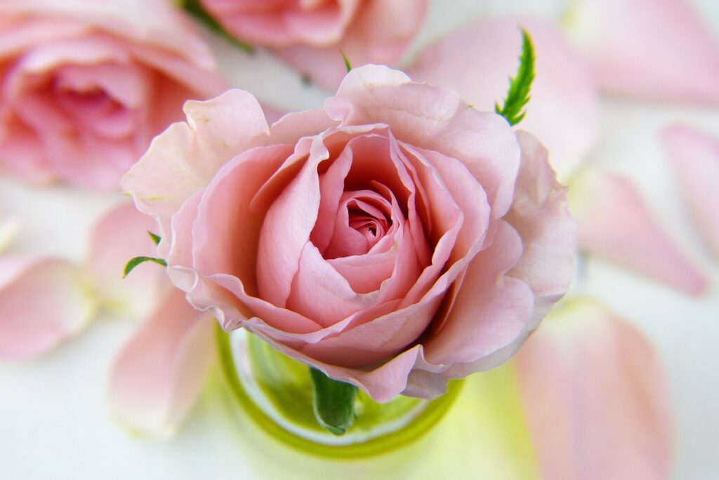 rose, flower, pink rose